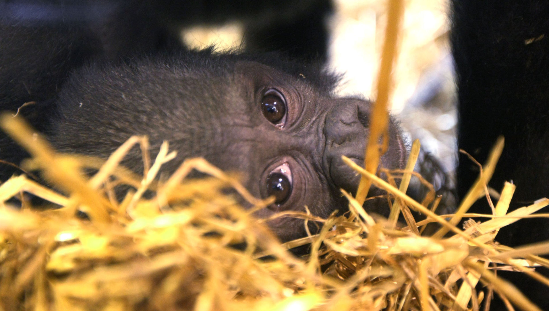 zoo babies